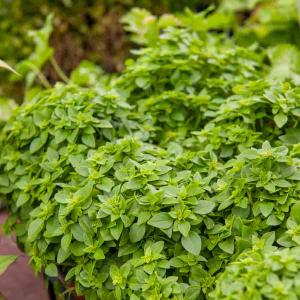 Basilic Fin Vert Compact